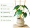 12-Pack 16-Inch Bamboo Plant Trellis – Natural Wood Support Stakes with 50 Ties for Indoor Potted Climbing Plants, Vines & Flowers